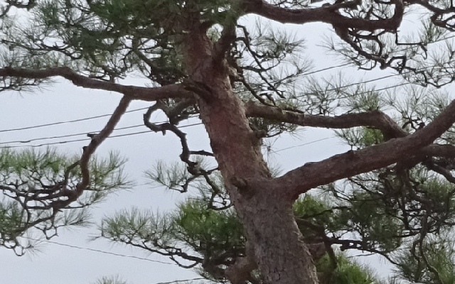 赤松の樹皮