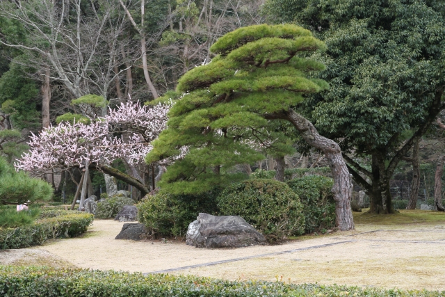 松の魅力のひとつに樹形や枝ぶりがある