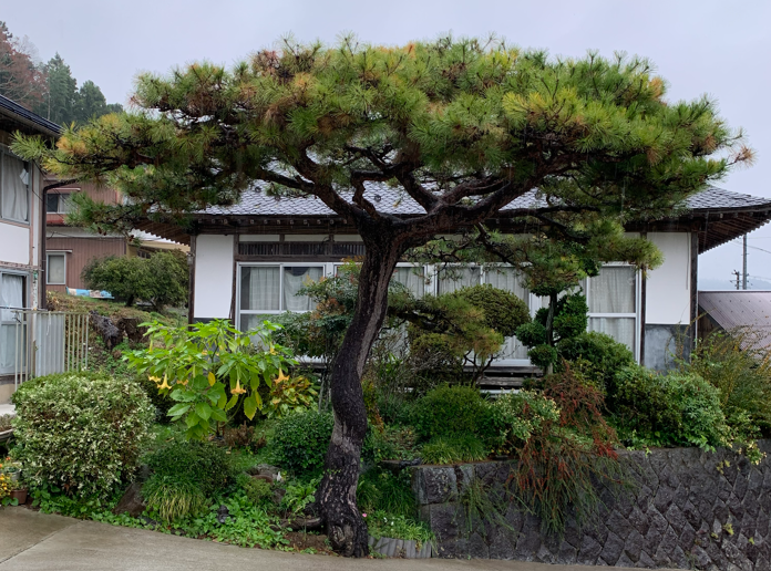 松の葉の異常な変色は危険サイン