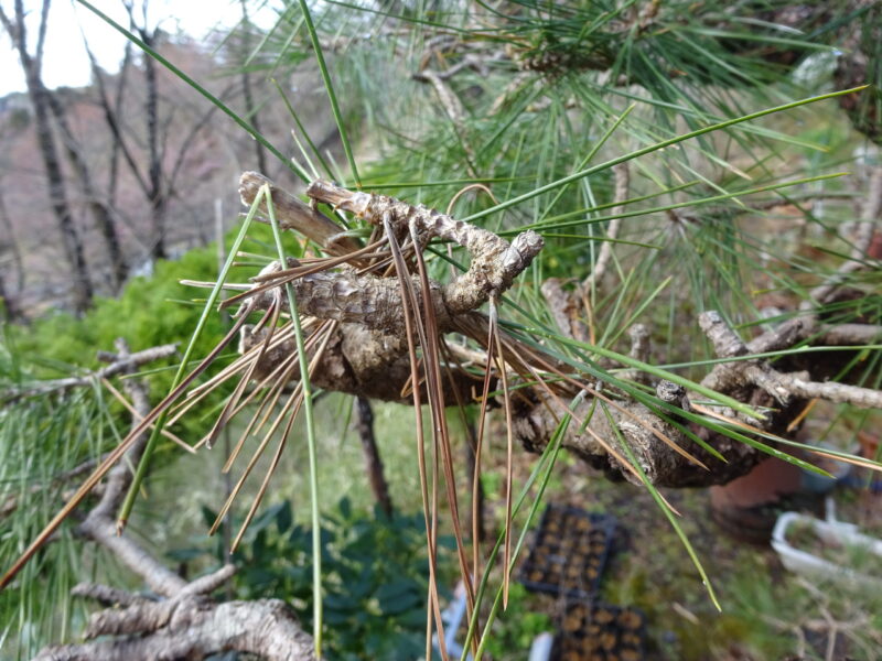 枝の先端に葉や芽がついていないので、その下の葉が枯れている