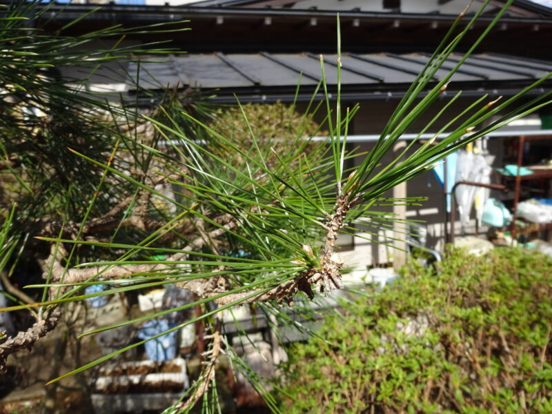 芽と葉を残して切る