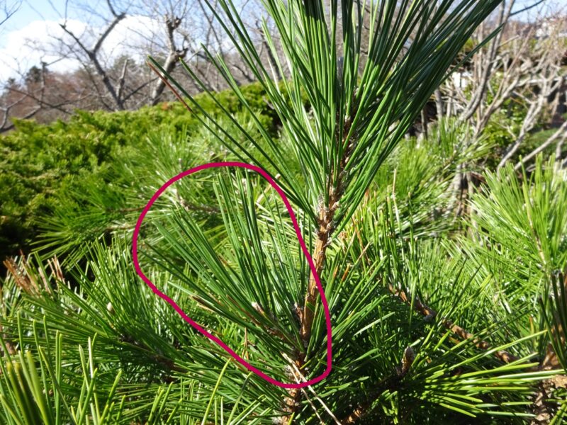 枝葉を引っ張り上げたその先にある芽を見つける