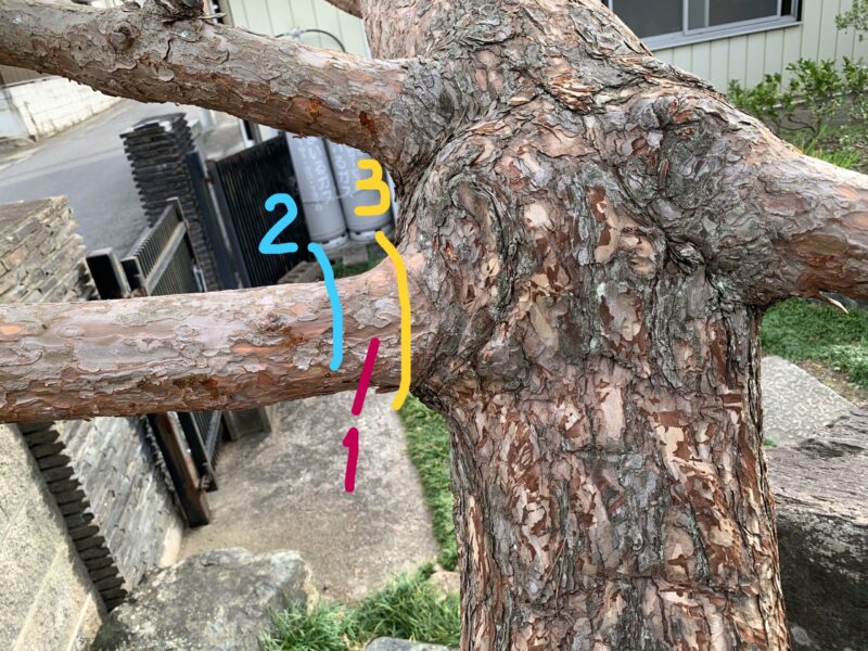 太い枝の切り方・3つの順番