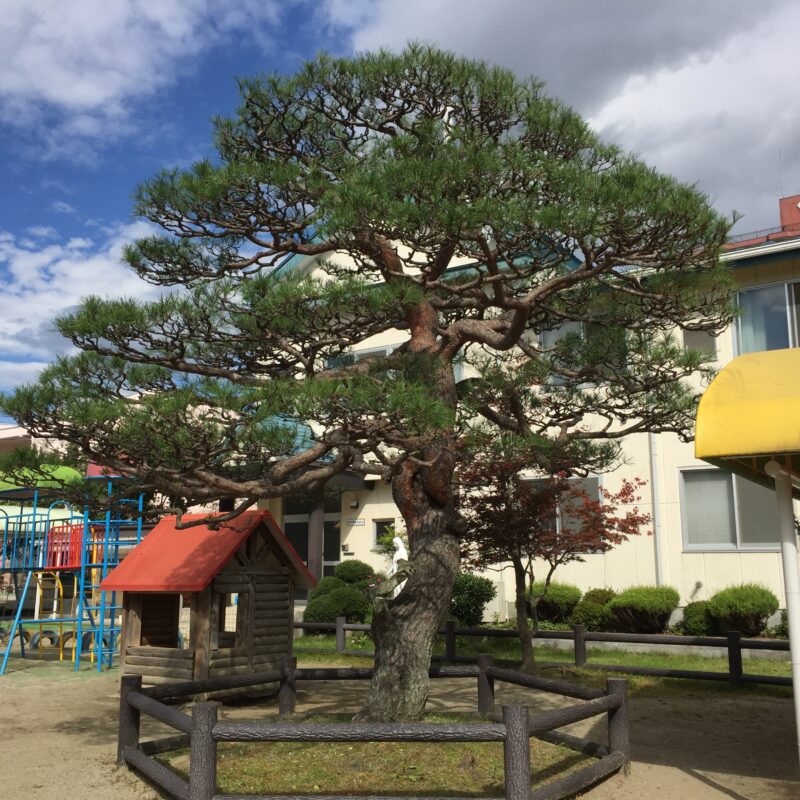 葉先の向きさえ意識できるようになれば赤松の剪定の腕は驚くほど短期間で上達していく