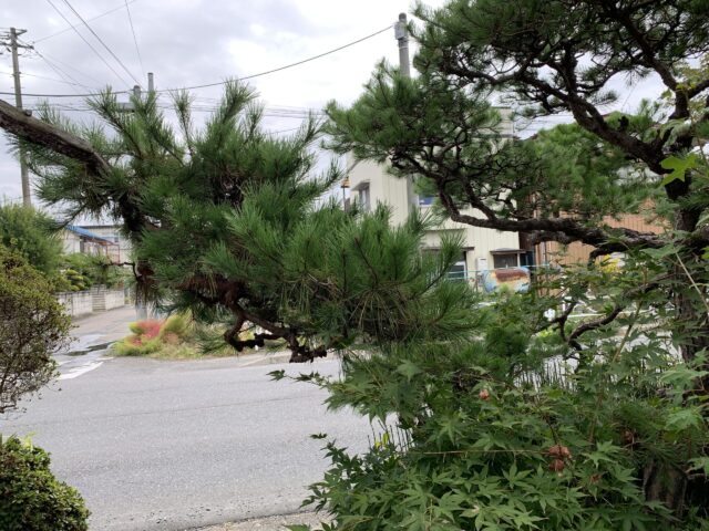 ぼうぼうに伸びた松の枝葉
