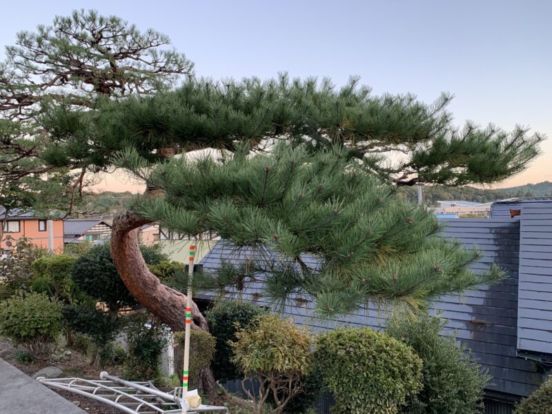 地面と水平に力強く伸びている枝の剪定前