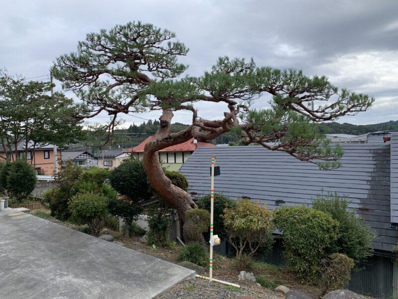 地面と水平に力強く伸びている枝の剪定後