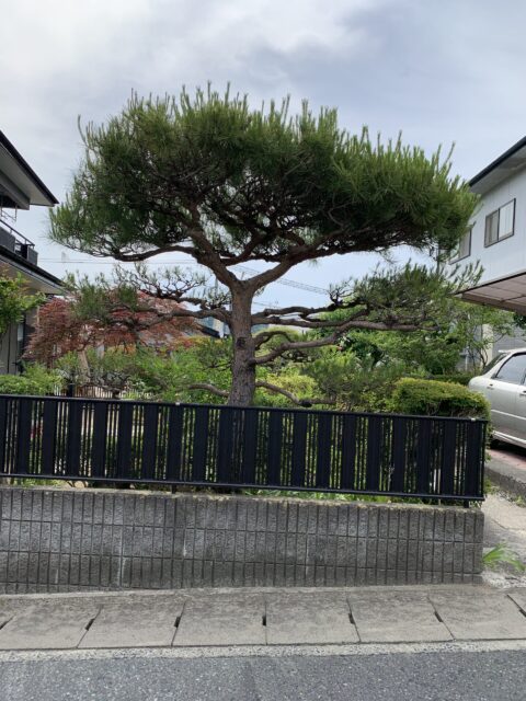 松の剪定で風通しを良くする
