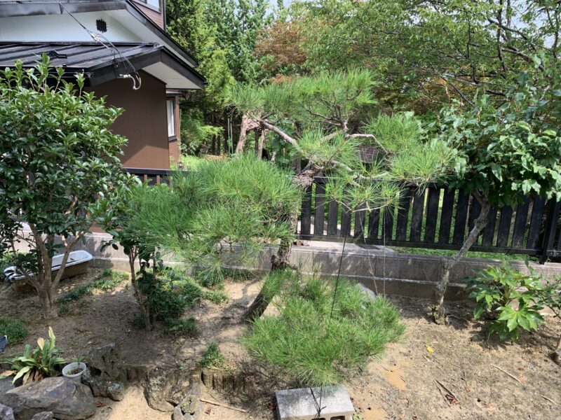 細いのに葉の色つやが良いから5年後の松の状態