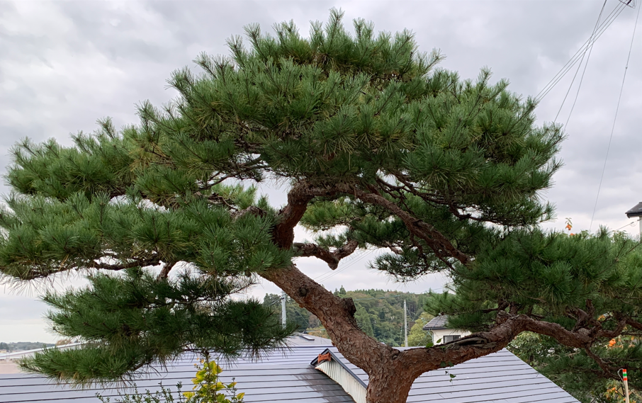 松の手入れ秋～冬はどうする？春の芽摘み以外の時期に「これだけ」やっておくべき剪定