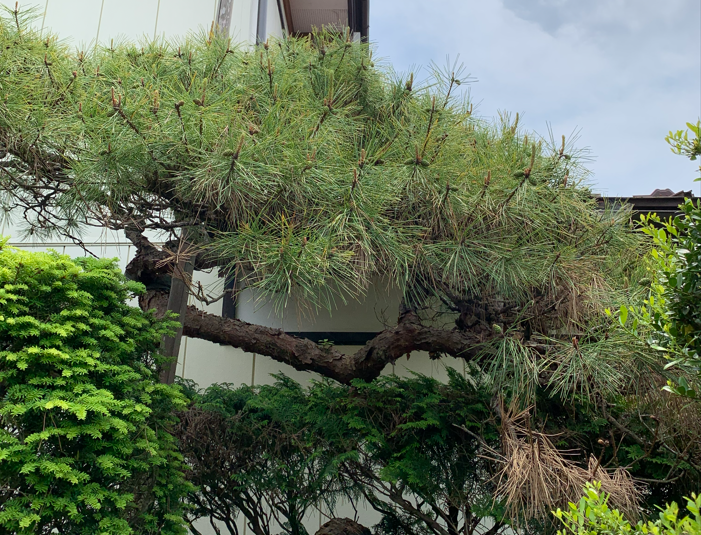 松の内側で枯れて茶色くなっている