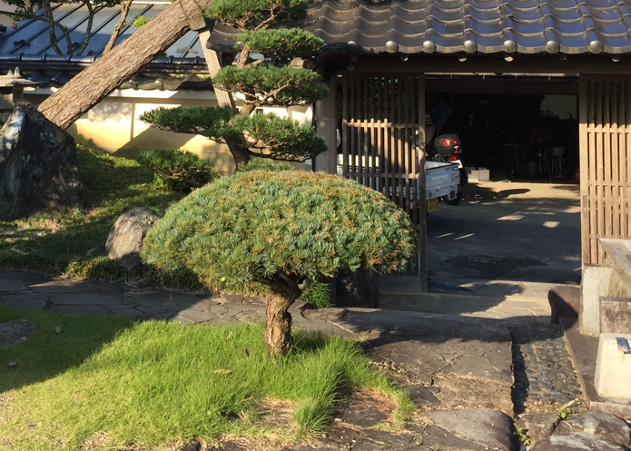 五葉松でよくされる刈り込みで葉先が茶色くなる