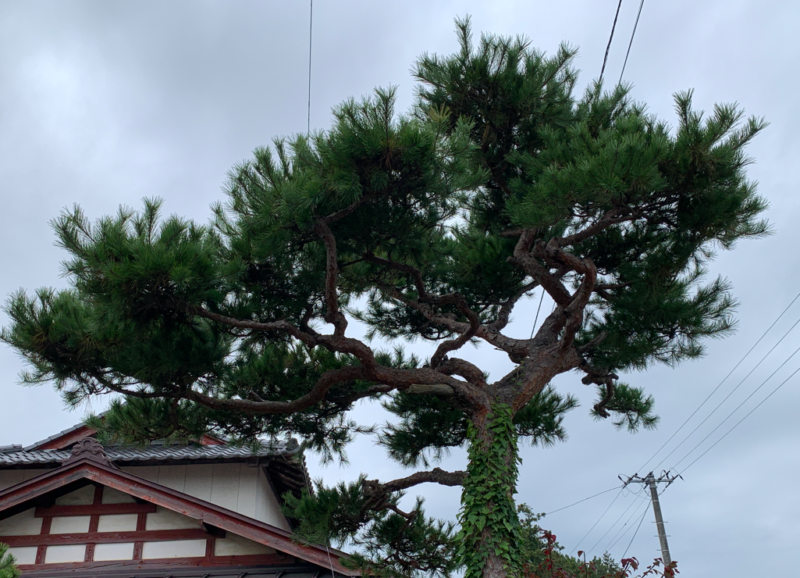 【初心者向け】自分でできる松の強剪定！2～3年かけて段階的にコンパクトにする方法