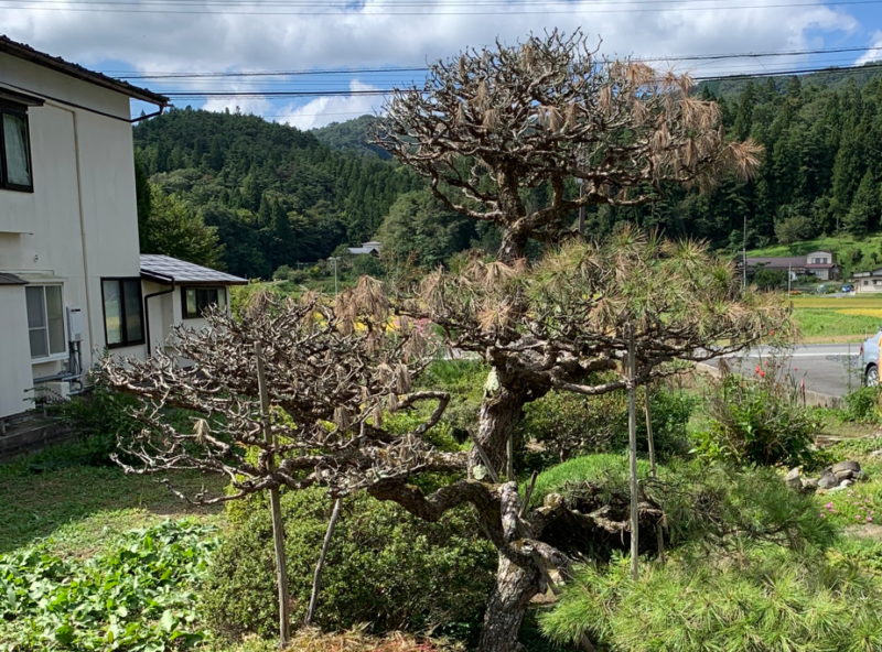 時期が悪い剪定で松が枯れた