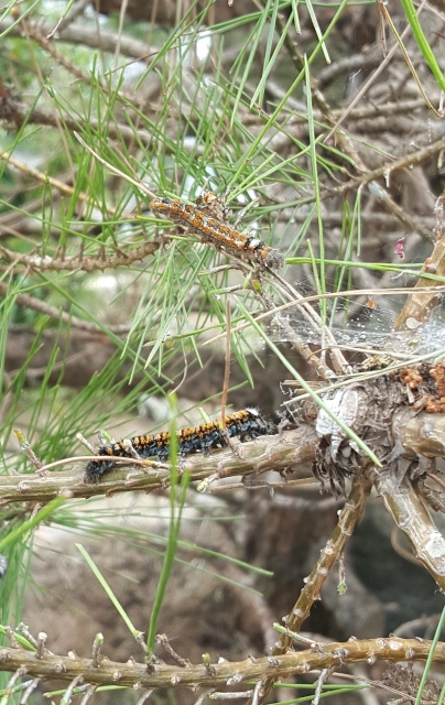害虫が発生する