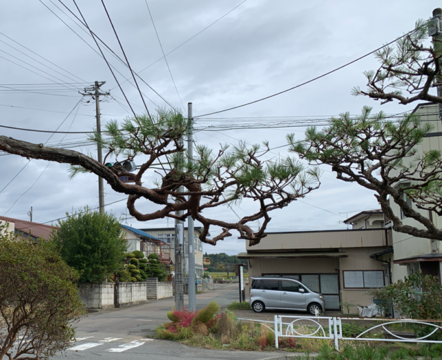 ぼうぼうに伸びた松の枝葉を剪定した結果
