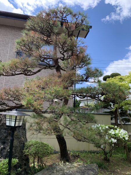松の枝が枯れている