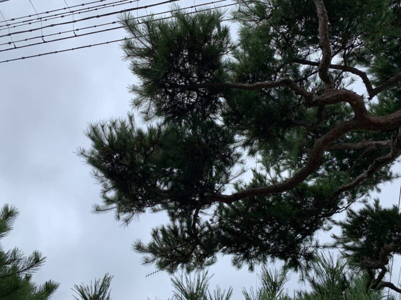 お互いにぶつかり合っている交差した枝