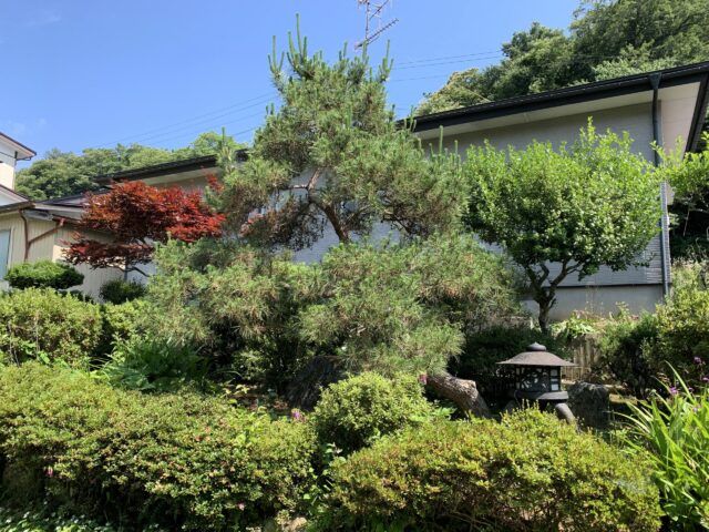 松の木の主要な幹の天辺