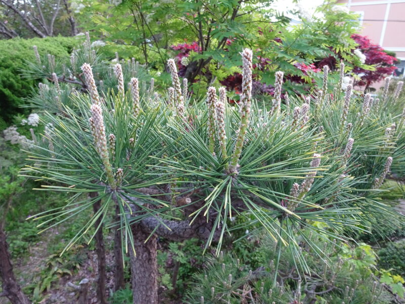 松の新芽が伸びている