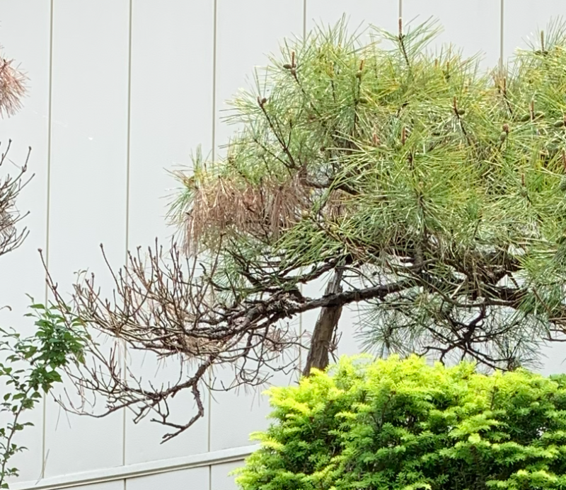 枯れた枝を切る