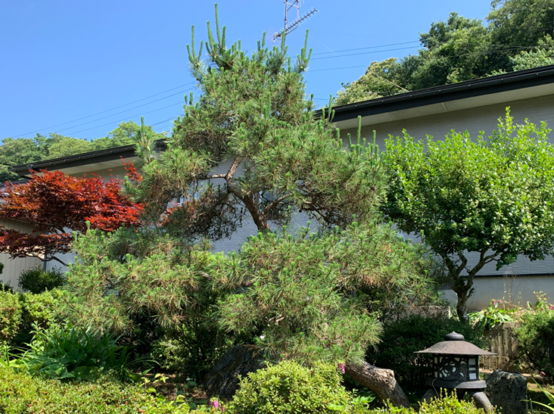 作業前の松の状況を写真に撮っておく