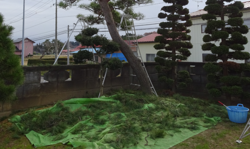 松の下にシートを敷いておくと片付け作業が楽になる