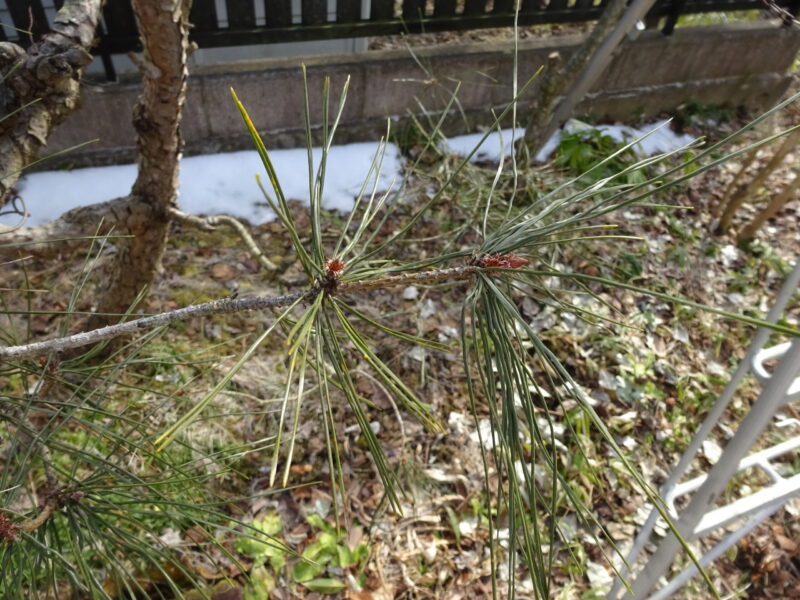 赤松の芽は赤っぽい