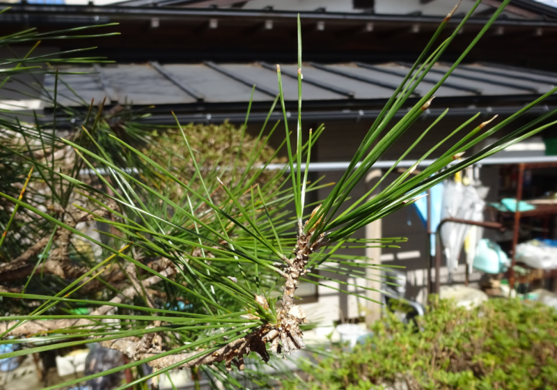 残すべき松の枝