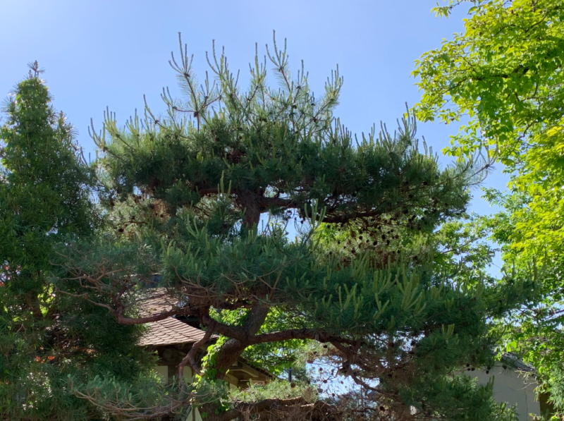 松の立ち枝を探す