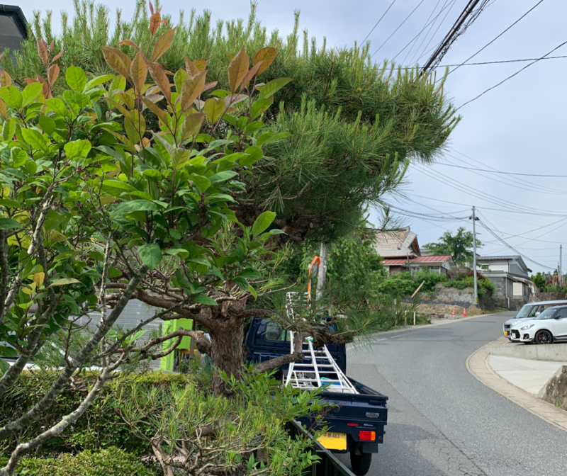 道路にはみ出している枝を切る