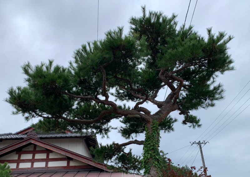 11月まで待てない松の剪定！夏場に伸びすぎた松を今すぐ安全に整える応急処置