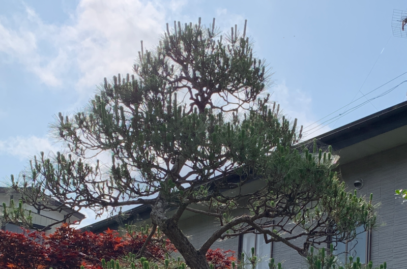 前年に剪定した黒松