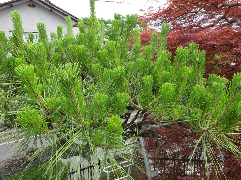 松の「みどり摘み」を忘れたらどうする？時期を逃したときの遅れカバー術
