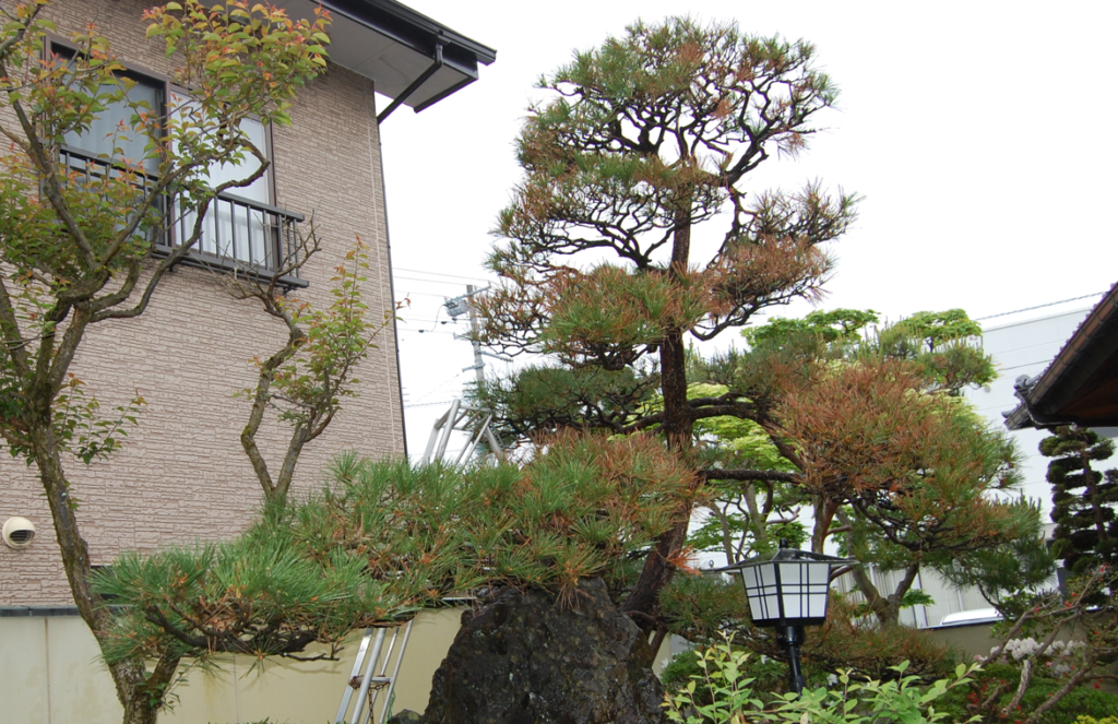 【復活計画】葉が茶色くなった松の木を剪定で元気にできる？病気の見分け方と正しい手入れ