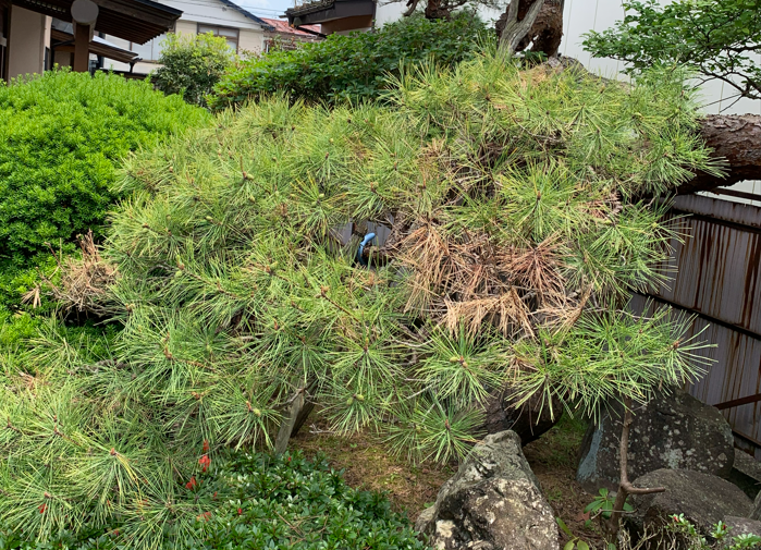 夏場の時期外れの剪定で枯れた枝