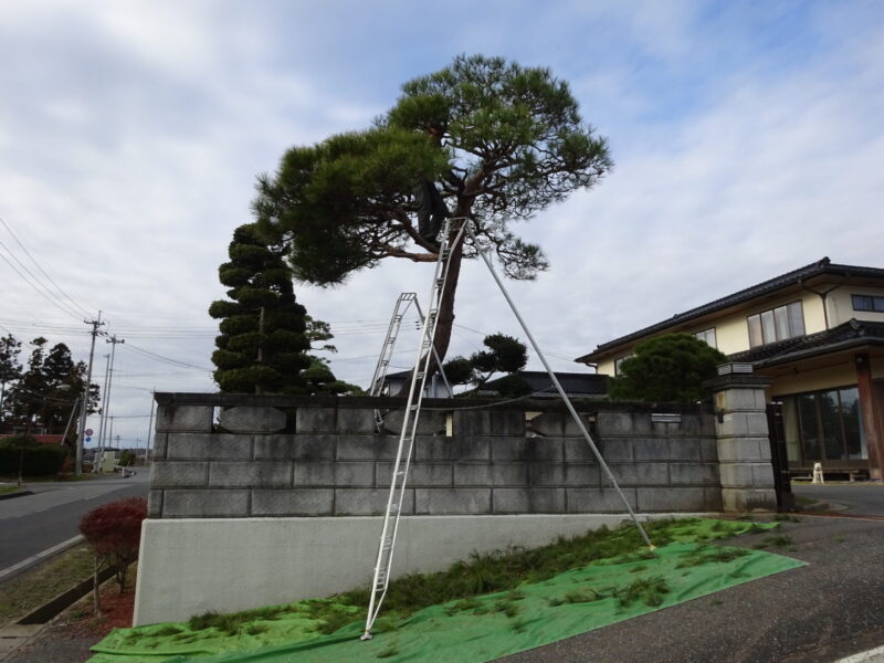 木が高くて手が届かない場合は三脚脚立を使う