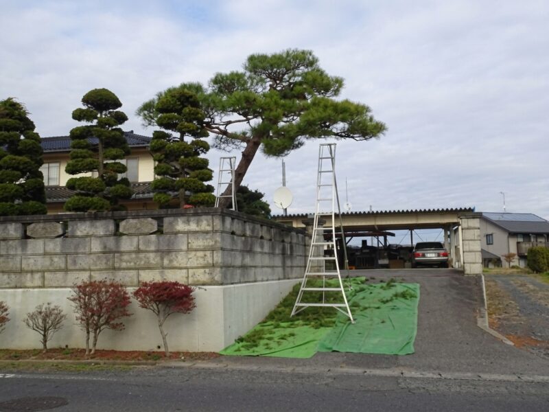 高所のみどり摘みの作業に欠かせない三脚