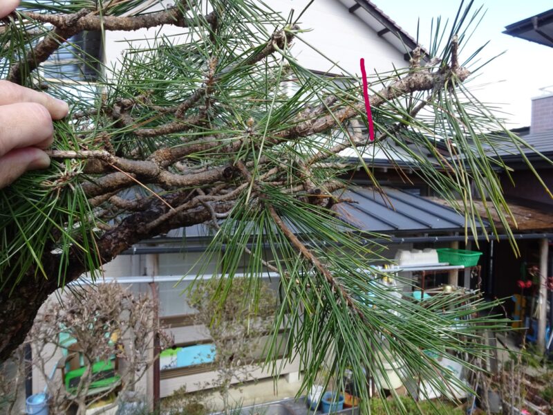 枝を中途半端に切ってしまう