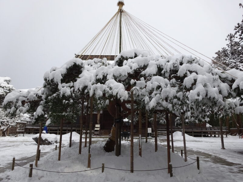 松の枝折れを防ぐ雪吊り