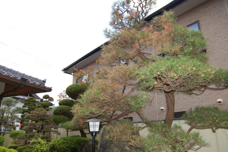 葉ふるい病が発生している松
