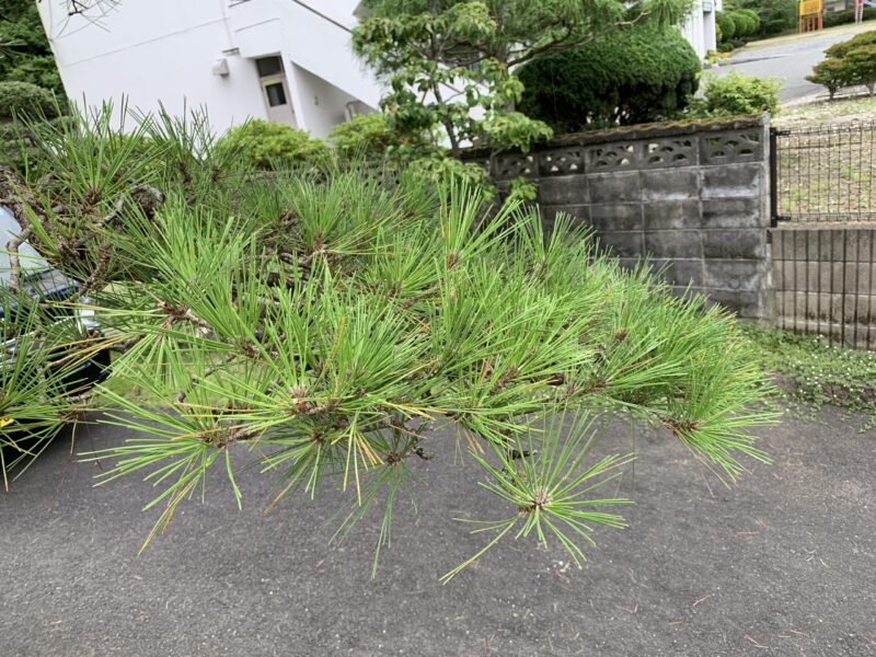 近くばかり見ているので樹形がぽっかり穴が開いている
