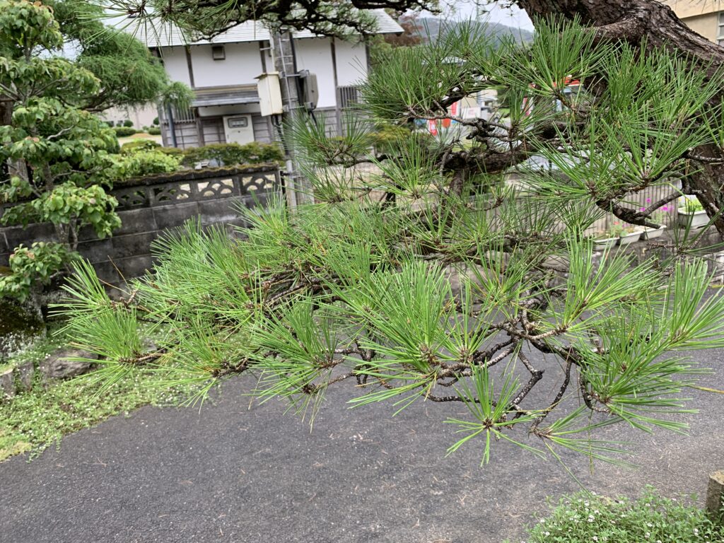 松の剪定はどこまでやれば「完成」？初心者がやめどきを見極めるサイン