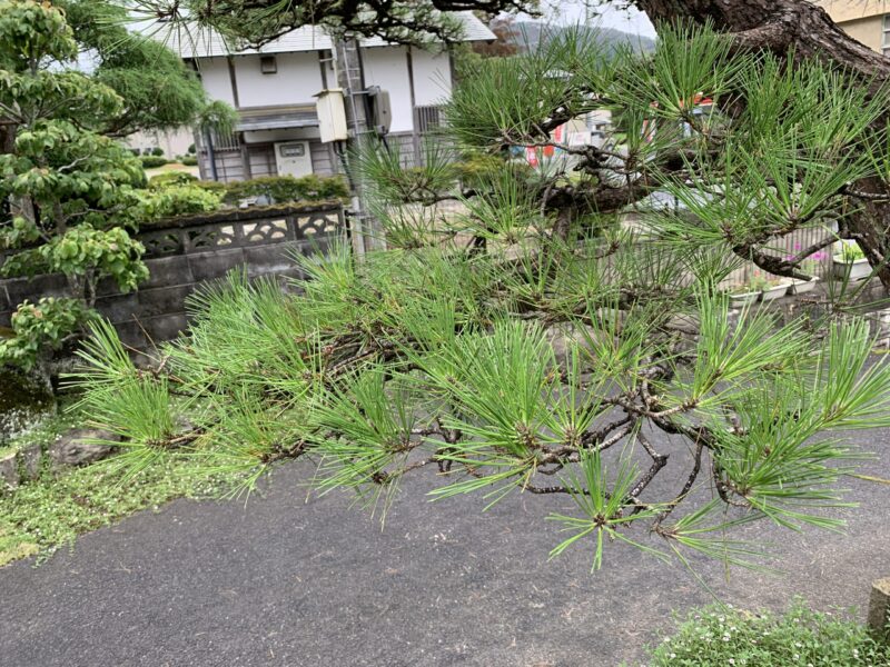 松の剪定はどこまでやれば「完成」？初心者がやめどきを見極めるサイン