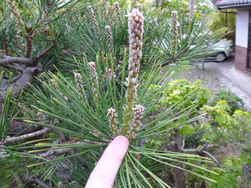 新芽が伸びた状態