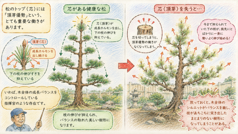 芯を失うとそれまで抑えられていた下の枝が我先にとばかりに一斉に勢いよく伸び始める