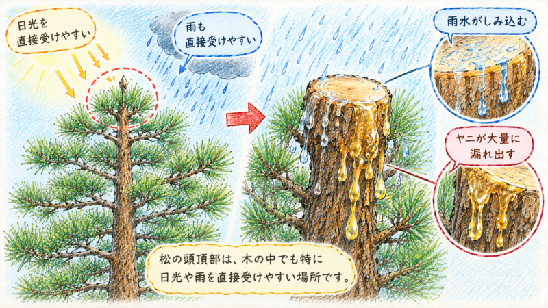 芯を切って太い断面ができてしまうと、そこから雨水がしみ込んだり、大量のヤニが漏れ出したりすることがある
