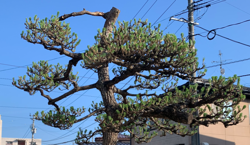切る場所を間違えた！松の『一番上（芯）』を激しく切ってしまったときの対処法