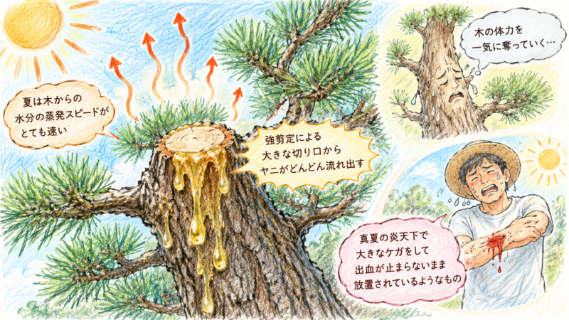 夏場の強剪定による大きな切り口が加わると、切り口からヤニがどんどん流れ出し木の体力を一気に奪っていく。