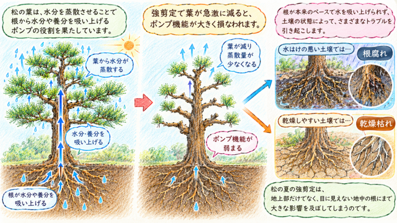 葉は水分を蒸散させることで、根から水分や養分を吸い上げるポンプの役割を果たしている